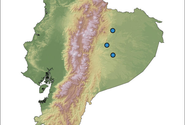 Új békafajt fedeztek fel. Bőre annyira átlátszó, hogy még a belső szerveit is látni