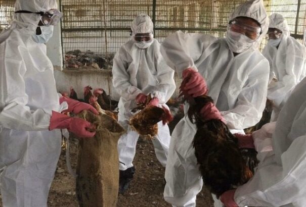 583 ezer eurót költöttek eddig a madárinfluenza felszámolására