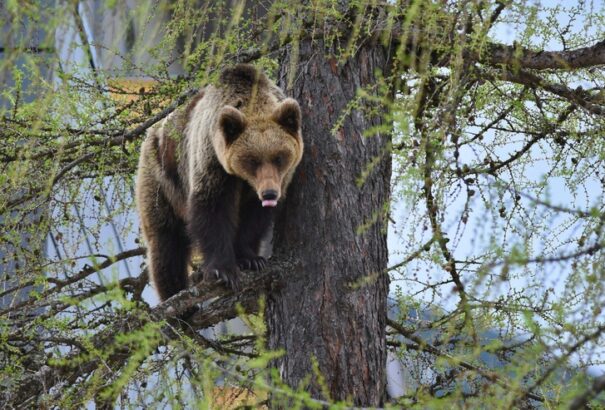 Lelőtték a híressé vált anyamedvét, Ingridet