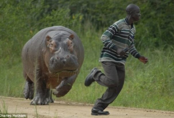 Ezek az állatfajok gyilkolják meg a legtöbb embert
