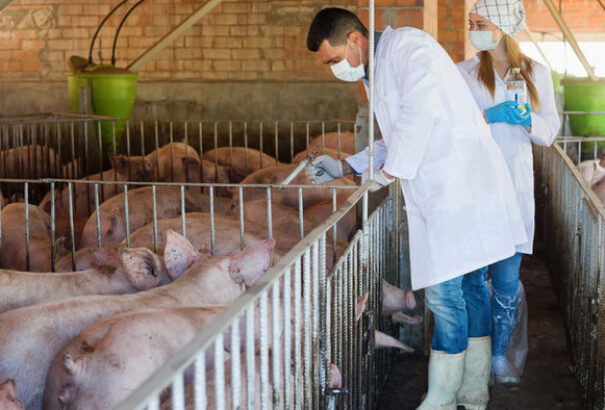 Csehországban megjelent az afrikai sertéspestis