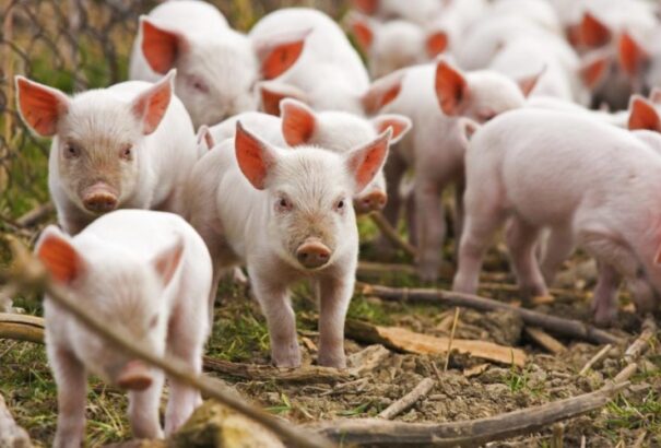 Már Szlovákiát is fenyegeti az afrikai sertéspestis