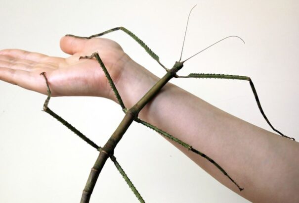 Több mint fél méteres botsáska-világrekord Kínában