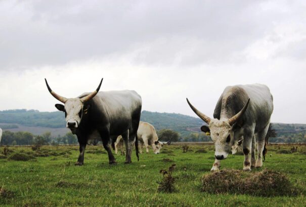 A szürkemarha igazi biohús –  I. Szürkemarha Fesztivál Kéménden