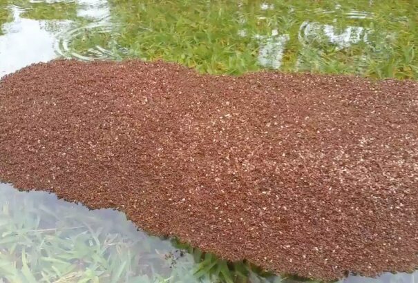 VIDEÓ: A Harvey hurrikán után itt az újabb fenyegetés Texasban – a tűzhangyák