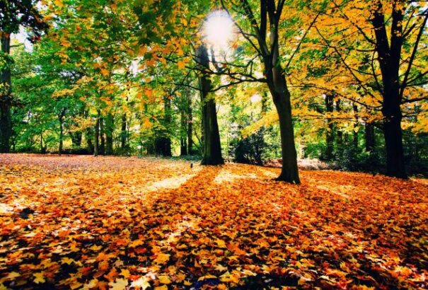 Enyhe őszi idő lesz, sok napsütéssel