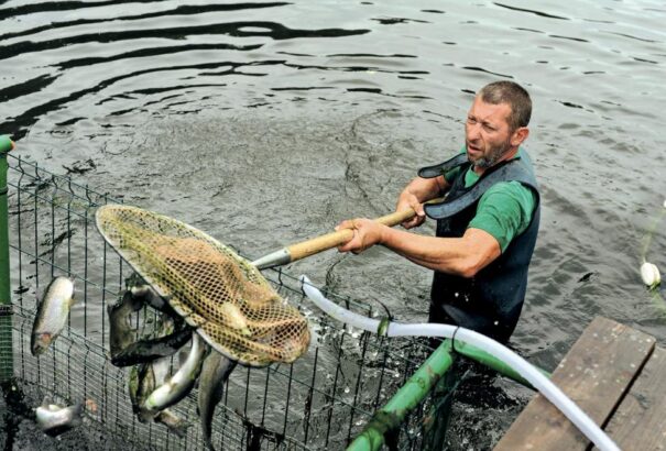 Fertőzött és ürüléken élő lazacok a halfarmokról – mert nem mindegy mi kerül az asztalra