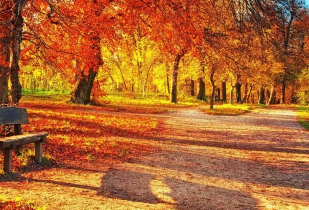 Nyakunkon a vénasszonyok nyara