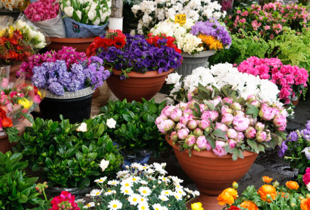 A virágbiznisz valójában nagyon is bűzlik. Innen származnak a virágboltokban eladott virágok