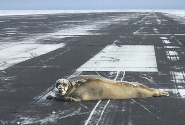 Kétszáz kilós fókát sodort a vihar egy alaszkai repülőtér kifutójára (videó)