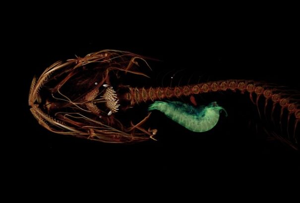 Megtalálták a legmélyebben élő halfajt