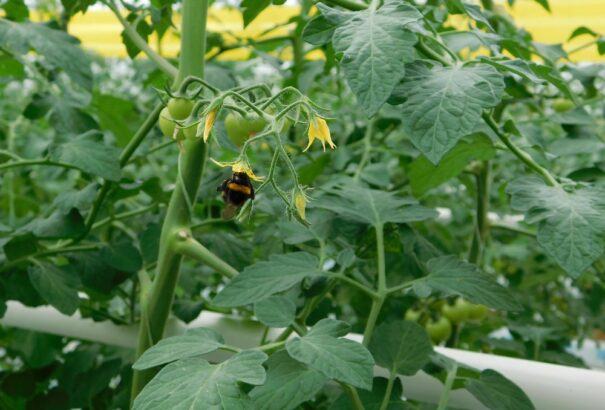 A mezőgazdasági minisztérium többet exportálna Kínába: Hús, tej és bor mellett méheket is