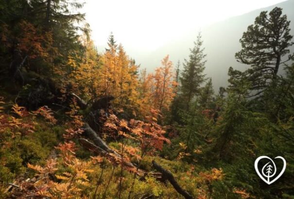 Idáig közel 60 ezren csatlakoztak a szlovákiai erdők megmentéséért indított kezdeményezéshez