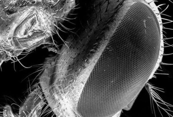 A legyek veszélyesebbek, mint gondolnánk – figyelmeztetnek a tudósok