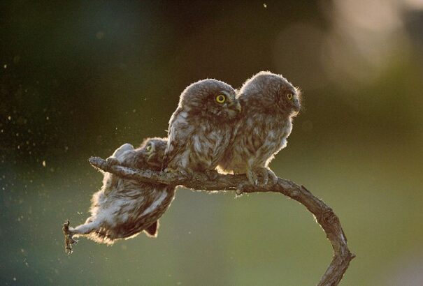 Magyar kép lett az év legviccesebb természetfotója