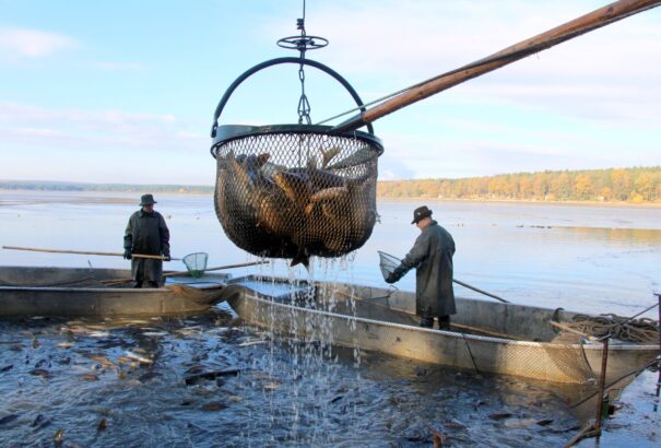 Honnan érkezik a karácsonyi ponty az ünnepi asztalra?