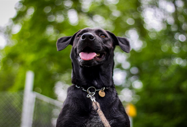 Lejárt a türelmi idő, már csak egy napunk maradt a kutyák kötelező chippeltetésére