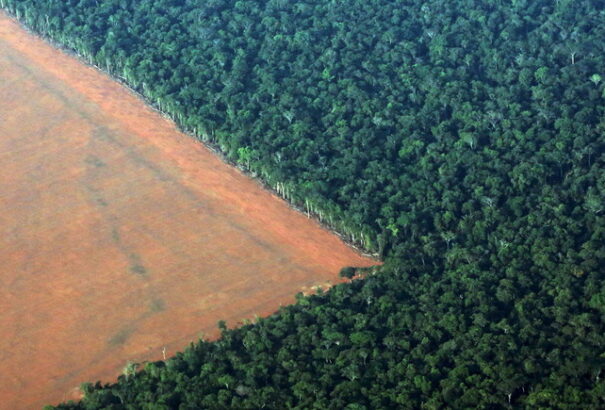 Kína új erdőket telepít. Akkora területen, mint egész Írország