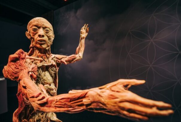 Elefántszülinap, kipreparált emberi testek és szlovák dzsessz – Budapesti programajánló