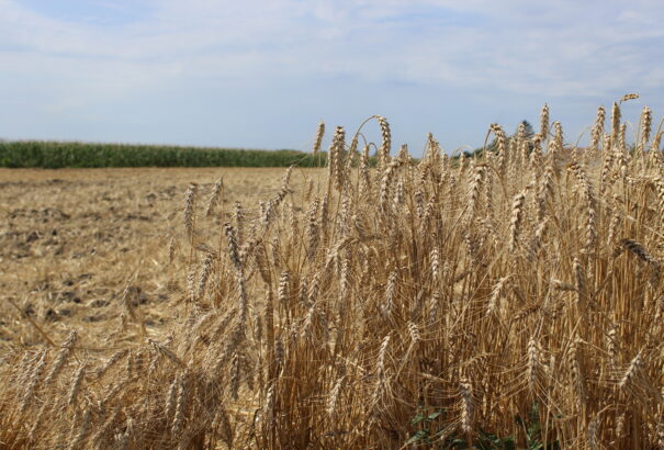Mire elég a késve érkező kormányzati támogatás a szisztematikusan leépített szlovákiai mezőgazdaságnak?