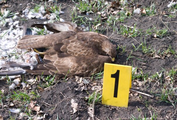 Ismét ragadozó madarakat mérgeztek meg Szlovákiában. A méreg az emberre is veszélyes lehet