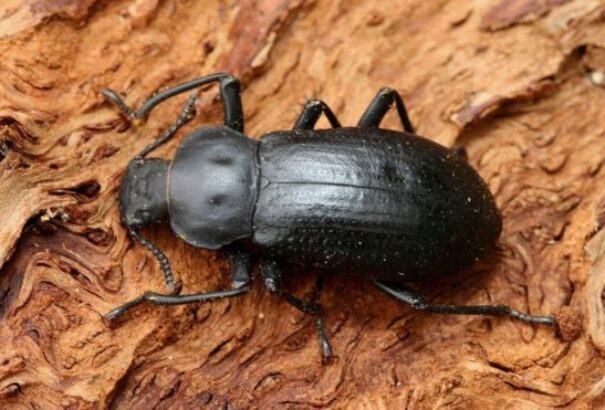 A kihalás szélére sodor egyes bogárfajokat a fák eltűnése Európában