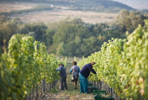 Az OLAF górcső alá veszi a szlovákiai uniós pénzosztást