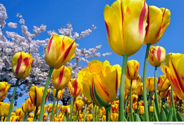 Lassan, de biztosan megérkezik a tavasz