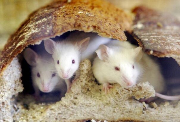 Hihetetlen, mivel próbálták megmagyarázni a rendőrök, hogyan tűnt el 540 kg marihuána a bizonyítékraktárból