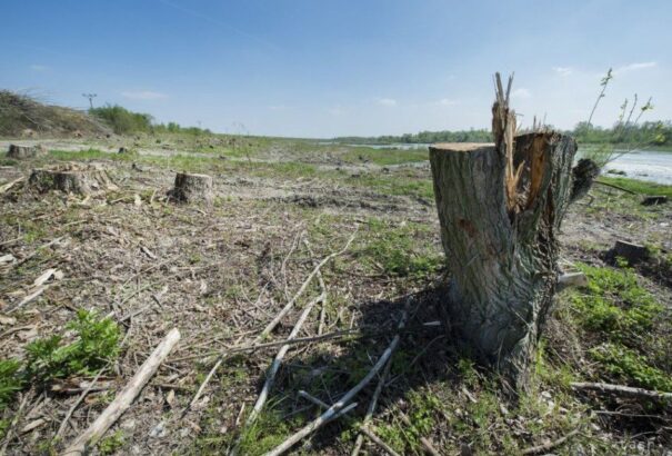 Dunamenti fakivágások: A környezetvédők szerint újabb biznisz van a háttérben, melyben politikusok is érdekeltek