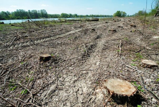 Szörnyű fakivágás a Duna régi partszakaszán. Az állam szerint minden rendben van