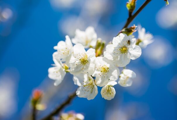 Verőfényes tavaszi időnk lesz