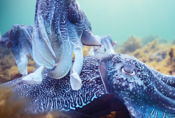 A nagysikerű A kék bolygó második sorozatát mutatja be az M5 kulturális televízió