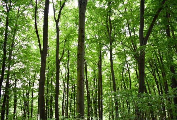 Erdőgazdálkodás a Medvesalatt