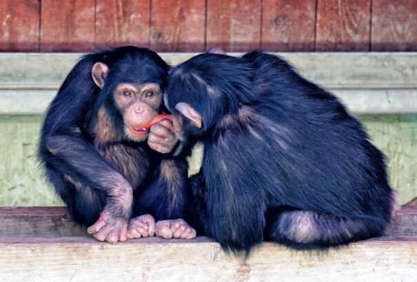 Majomhuhogás felelhet a tudomány nagy kérdésére?
