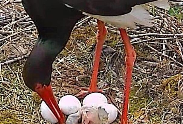 Kikelt a gemenci feketególyapár első fiókája