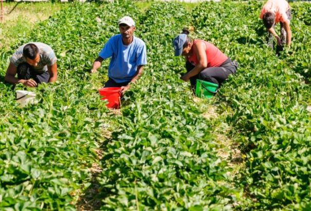 Kevés az idénymunkás, nincs aki leszedje az epret. A mezőgazdászok az államtól várnak segítséget