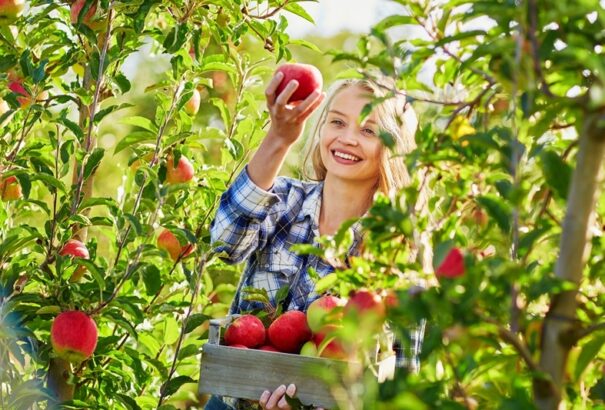 Egyre drágább az alma. Nincs, aki leszedje