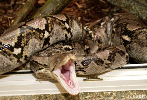 Tragédia Indonéziában: Egy 7 méteres piton megevett egy 54 éves nőt (Videó)