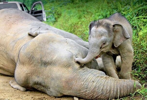 Gyászolnak-e az állatok?