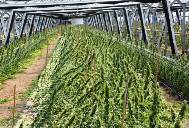 Stabil a droghelyzet Csehországban – 1,1 tonna marihuánát foglalt le a rendőrség