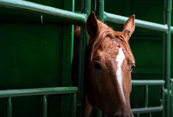 Okosfarmokkal modernizálnák a mezőgazdaságot