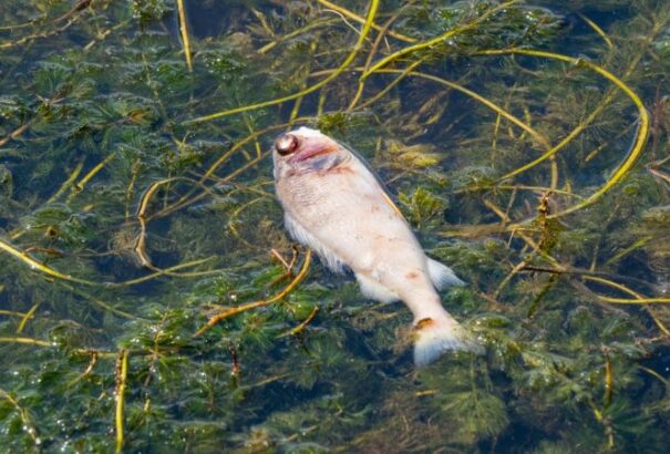 Hullanak a halak a Kis-Duna gútai szakaszán