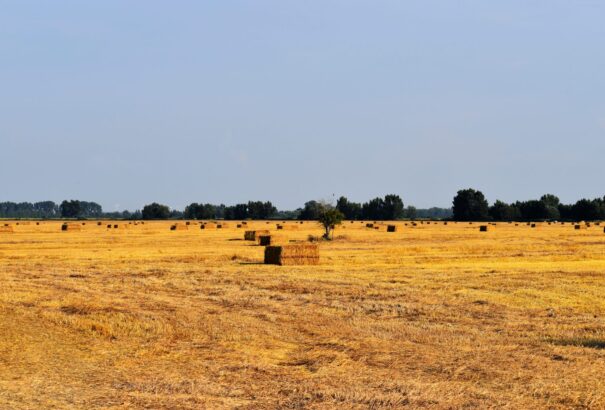 Kiforgatott törvények, „ellopott” földek, korrupció – Miről szól a mezőgazdaság problémája?