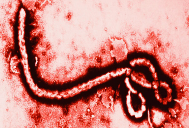 Új típusú Ebola-vírus bukkant fel Sierra Leonéban