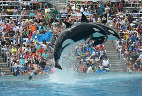 Állatvédelem: Nem lesz több kardszárnyú delfin-show az egyik brit utazási iroda szervezésében