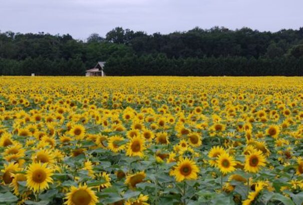 20 fokkal indul a július