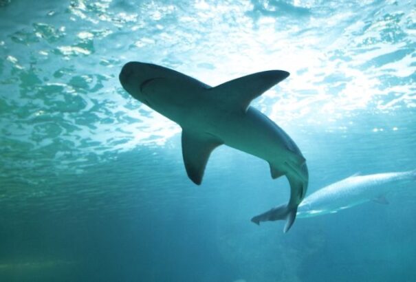 Újabb információk láttak napvilágot az egyiptomi cápatámadásról