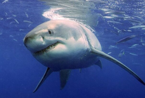 Megszólalt a cápatámadás cseh áldozatának felesége: Az úszómellényre vártunk, másképp vele lettünk volna a vízben