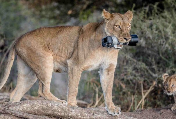 Elejtette a fényképezőgépét, az oroszlánok megtalálták. A fotós igencsak meglepődött a folytatáson